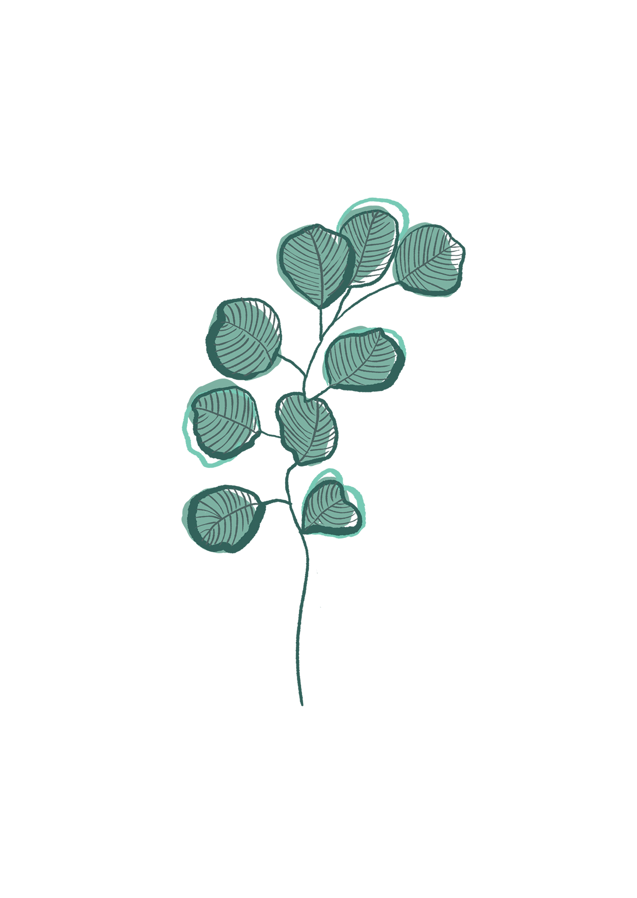 Eukalyptus